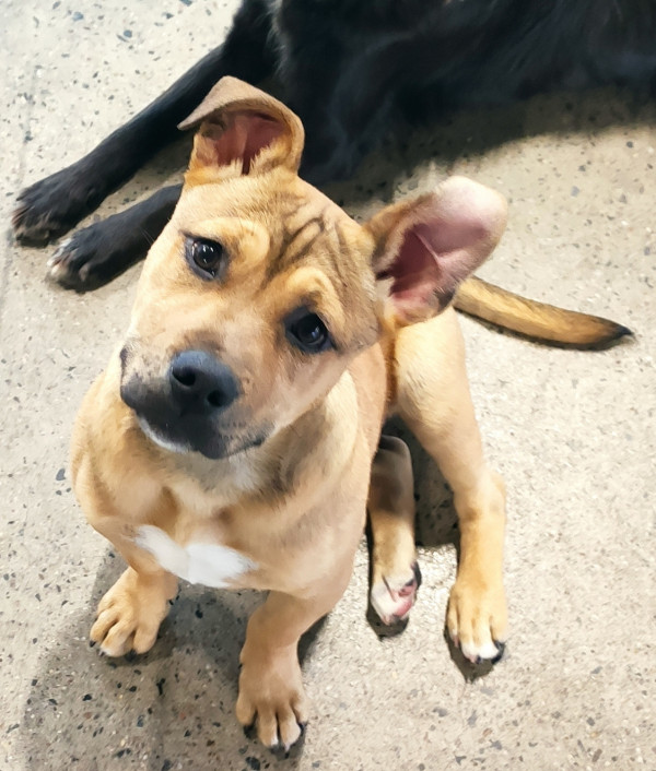 caramelo-adocao-doacao-cachorro-gato-2