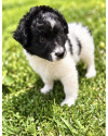 pedrinho-small-1