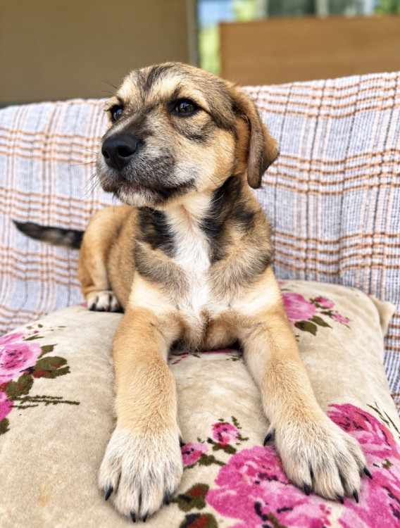 quindim-adocao-doacao-cachorro-gato-4
