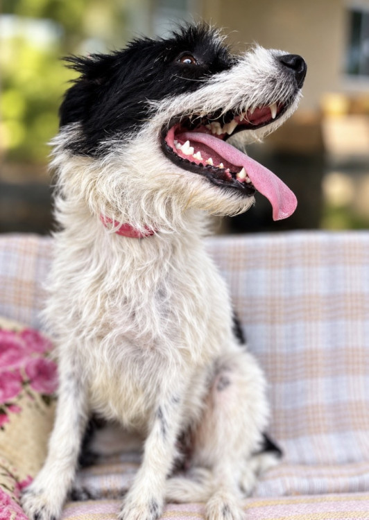 emilia-adocao-doacao-cachorro-gato-3
