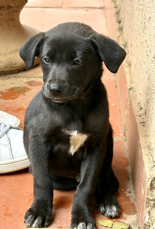 doacao-de-filhote-srd-adocao-doacao-cachorro-gato-1