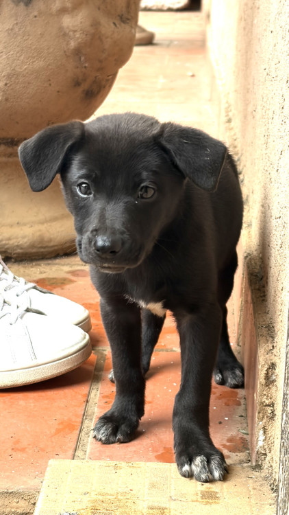 doacao-de-filhote-srd-adocao-doacao-cachorro-gato-2