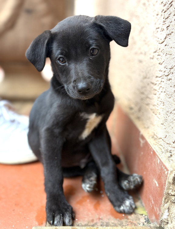 doacao-de-filhote-srd-adocao-doacao-cachorro-gato-0