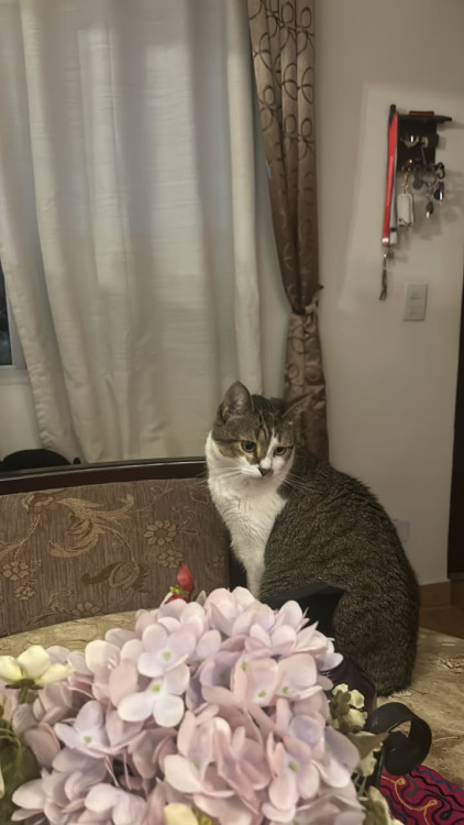 adote-ao-sushi-adocao-doacao-cachorro-gato-0