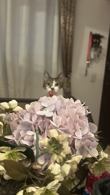 adote-ao-sushi-adocao-doacao-cachorro-gato-1