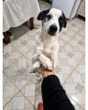 doa-se-o-jaco-small-0