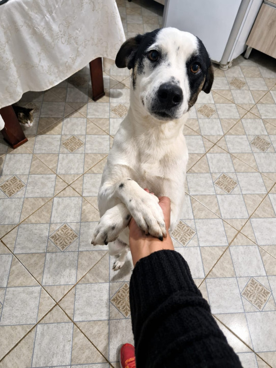 doa-se-o-jaco-adocao-doacao-cachorro-gato-0
