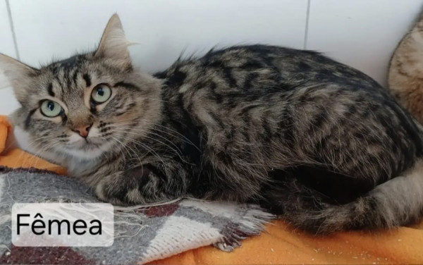 aurora-adocao-doacao-cachorro-gato-0