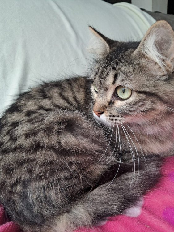 aurora-adocao-doacao-cachorro-gato-1