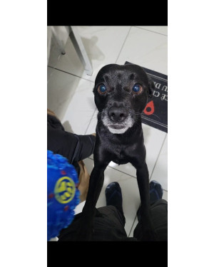 Adote o Feijão