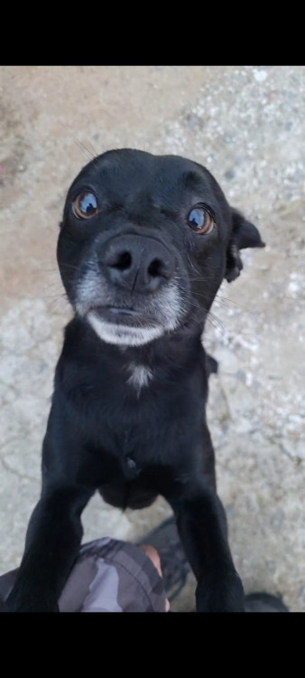 adote-o-feijao-adocao-doacao-cachorro-gato-1