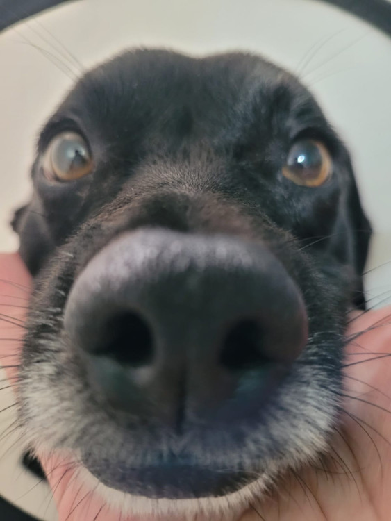 adote-o-feijao-adocao-doacao-cachorro-gato-4