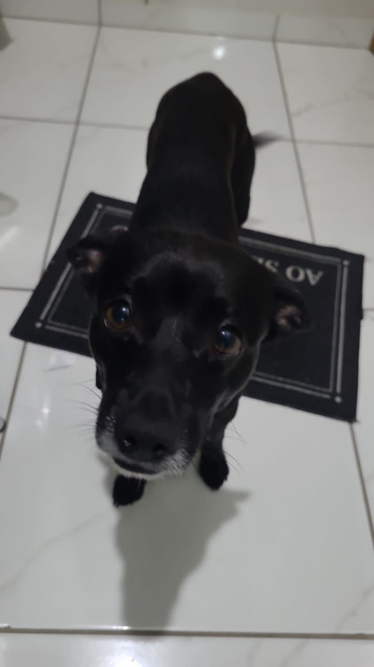 adote-o-feijao-adocao-doacao-cachorro-gato-2