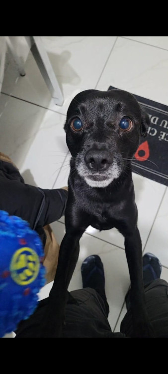 adote-o-feijao-adocao-doacao-cachorro-gato-0