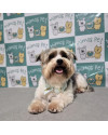 cezar-3-anos-porte-p-small-0