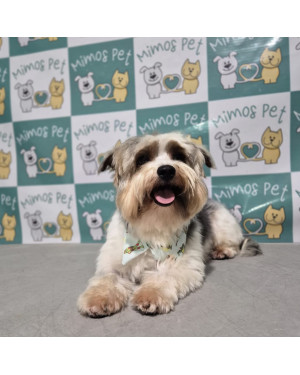 Cezar | 3 anos | Porte P
