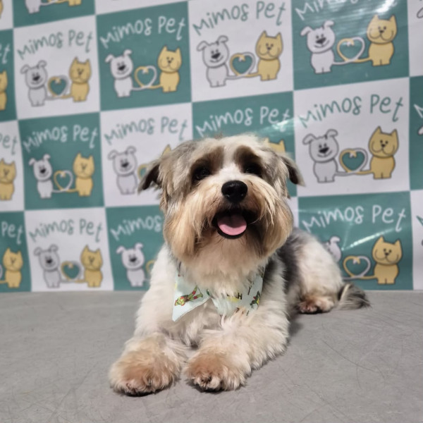 cezar-3-anos-porte-p-adocao-doacao-cachorro-gato-0