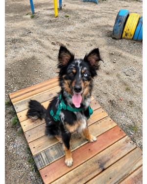 Maya | 2 anos | Porte M