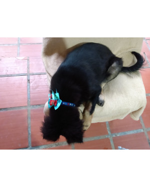 Machinho pra Adoção