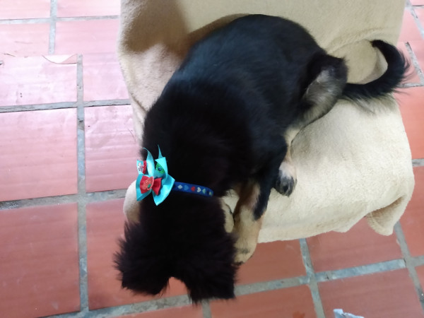 machinho-pra-adocao-adocao-doacao-cachorro-gato-0