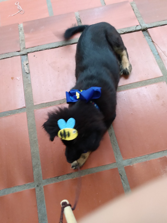machinho-pra-adocao-adocao-doacao-cachorro-gato-4