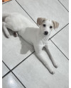 milka-8-meses-castrada-small-2