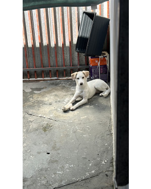Milka, 8 meses Castrada