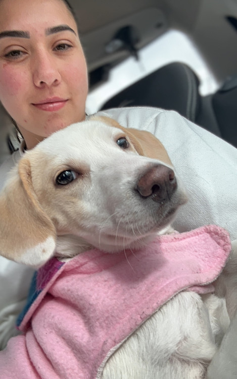 milka-8-meses-castrada-adocao-doacao-cachorro-gato-1