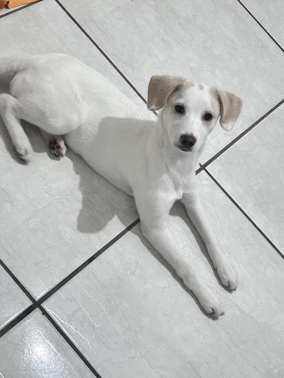 milka-8-meses-castrada-adocao-doacao-cachorro-gato-2