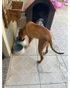 filhote-grande-porte-7-meses-rex-small-1