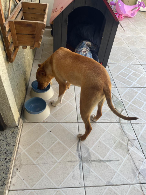 filhote-grande-porte-7-meses-rex-adocao-doacao-cachorro-gato-1