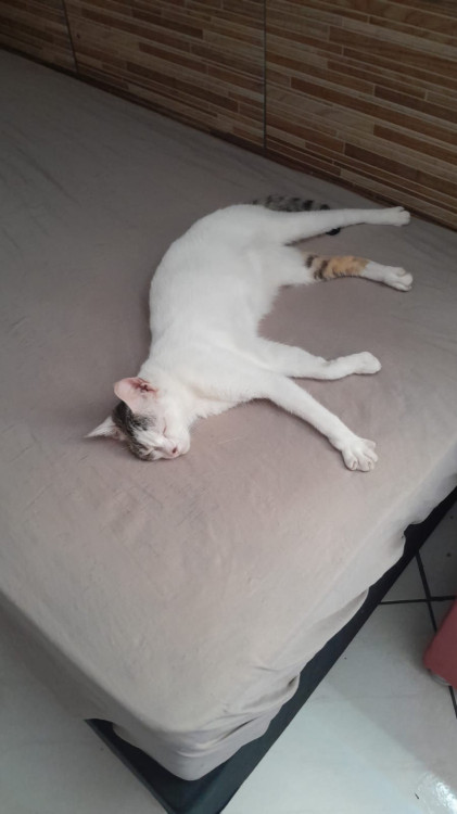 adote-o-galeguinho-adocao-doacao-cachorro-gato-2