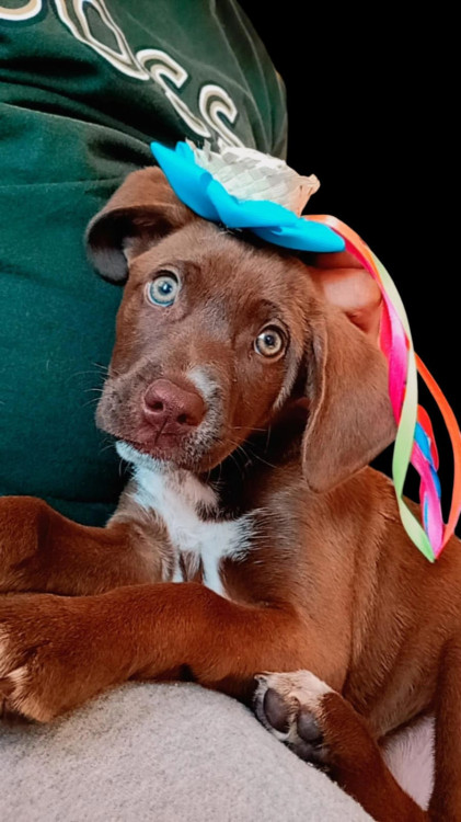 chocolate-adocao-doacao-cachorro-gato-0