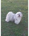 lhasa-apso-6-anos-doacao-small-0