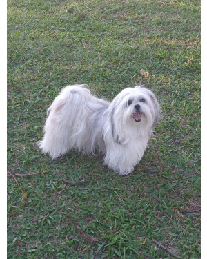 Lhasa-Apso 6 anos doação