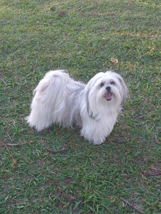 lhasa-apso-6-anos-doacao-adocao-doacao-cachorro-gato-0