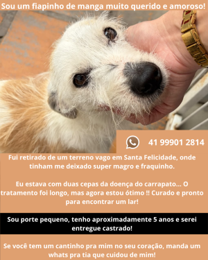 Fiapinho de manga procura lar cheio de amor