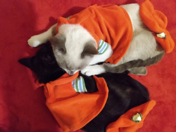 bichaninha-pra-adocao-adocao-doacao-cachorro-gato-1