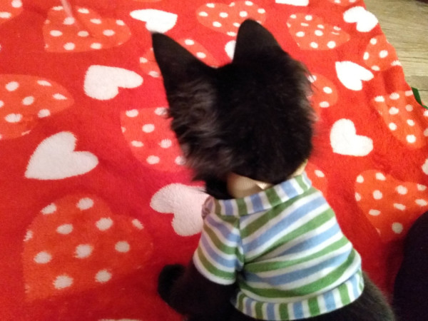 bichaninha-pra-adocao-adocao-doacao-cachorro-gato-2