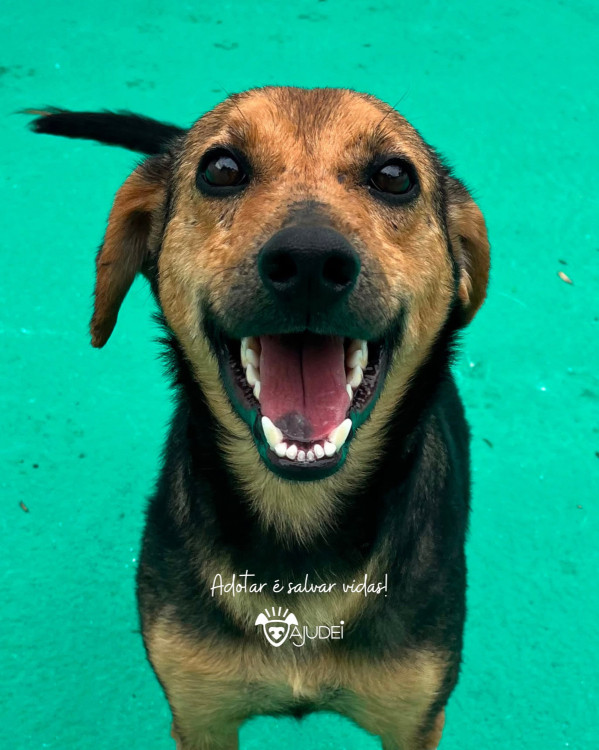 rapariga-procura-um-lar-adocao-doacao-cachorro-gato-2