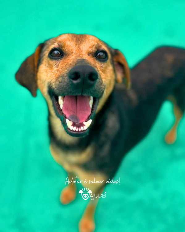 rapariga-procura-um-lar-adocao-doacao-cachorro-gato-3