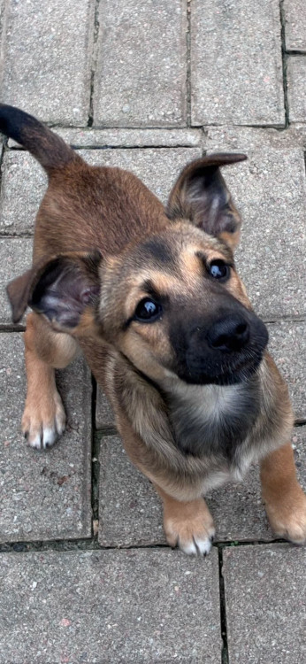 tieta-adocao-doacao-cachorro-gato-3