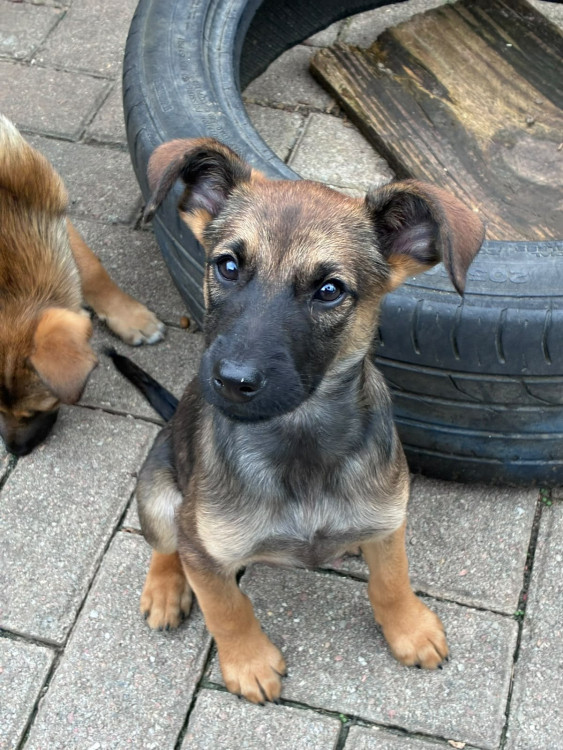 tieta-adocao-doacao-cachorro-gato-2