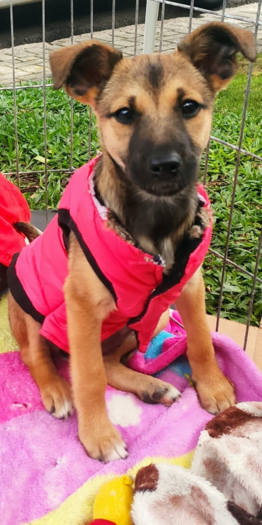flora-adocao-doacao-cachorro-gato-2