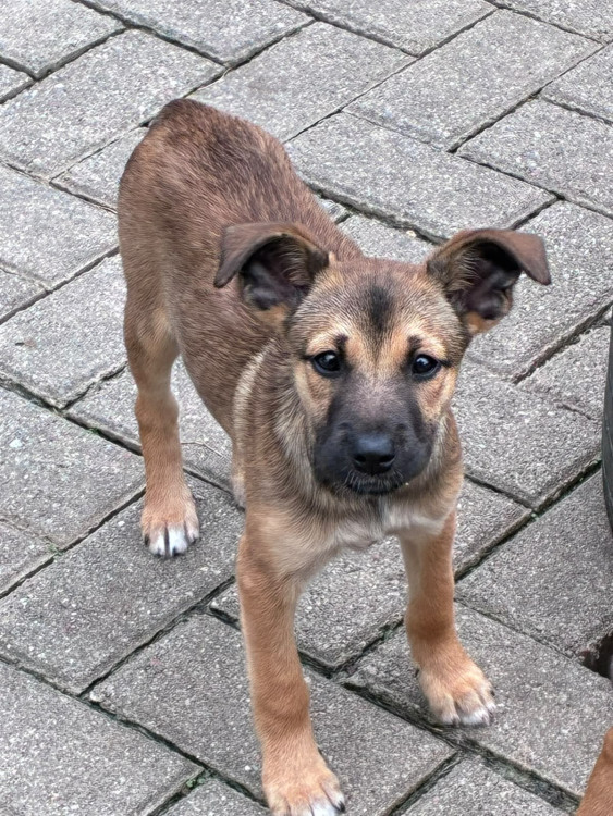 flora-adocao-doacao-cachorro-gato-1