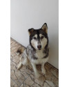 husky-para-adocao-small-0