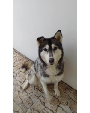 Husky Para adoção