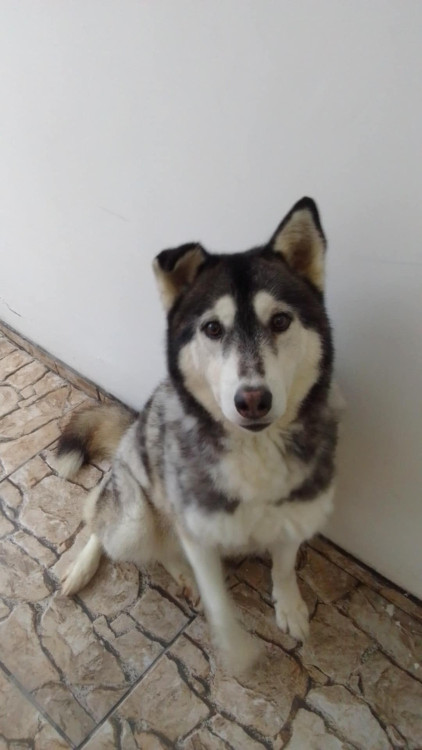 husky-para-adocao-adocao-doacao-cachorro-gato-0