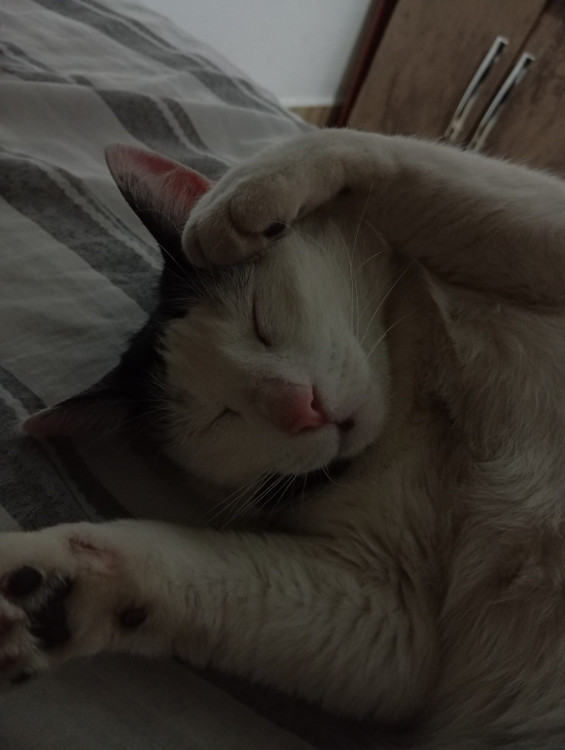 adote-ellie-adocao-doacao-cachorro-gato-1