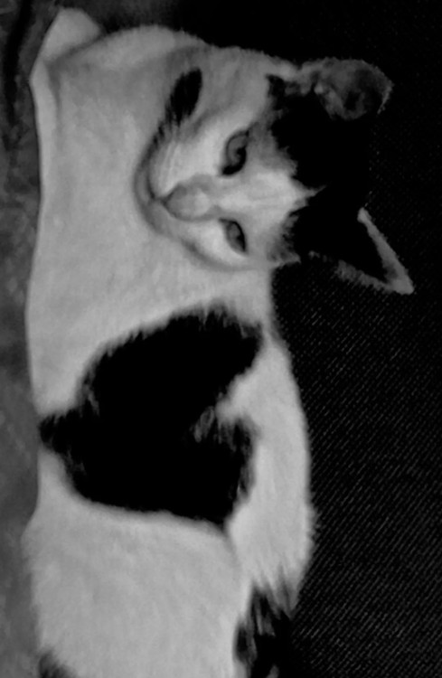 adote-ellie-adocao-doacao-cachorro-gato-3